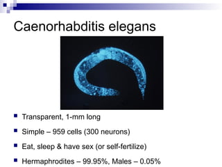 Comparative Genomics of Eukaryotic Model Organisms and Evolutionary ...