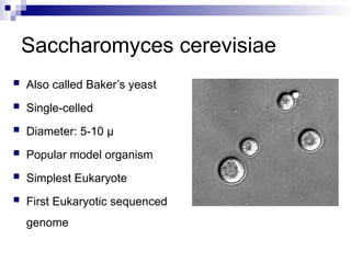 Comparative Genomics of Eukaryotic Model Organisms and Evolutionary ...