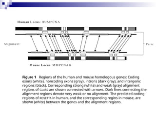 Comparative Genomics of Eukaryotic Model Organisms and Evolutionary ...