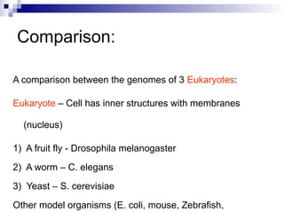Comparative Genomics of Eukaryotic Model Organisms and Evolutionary ...