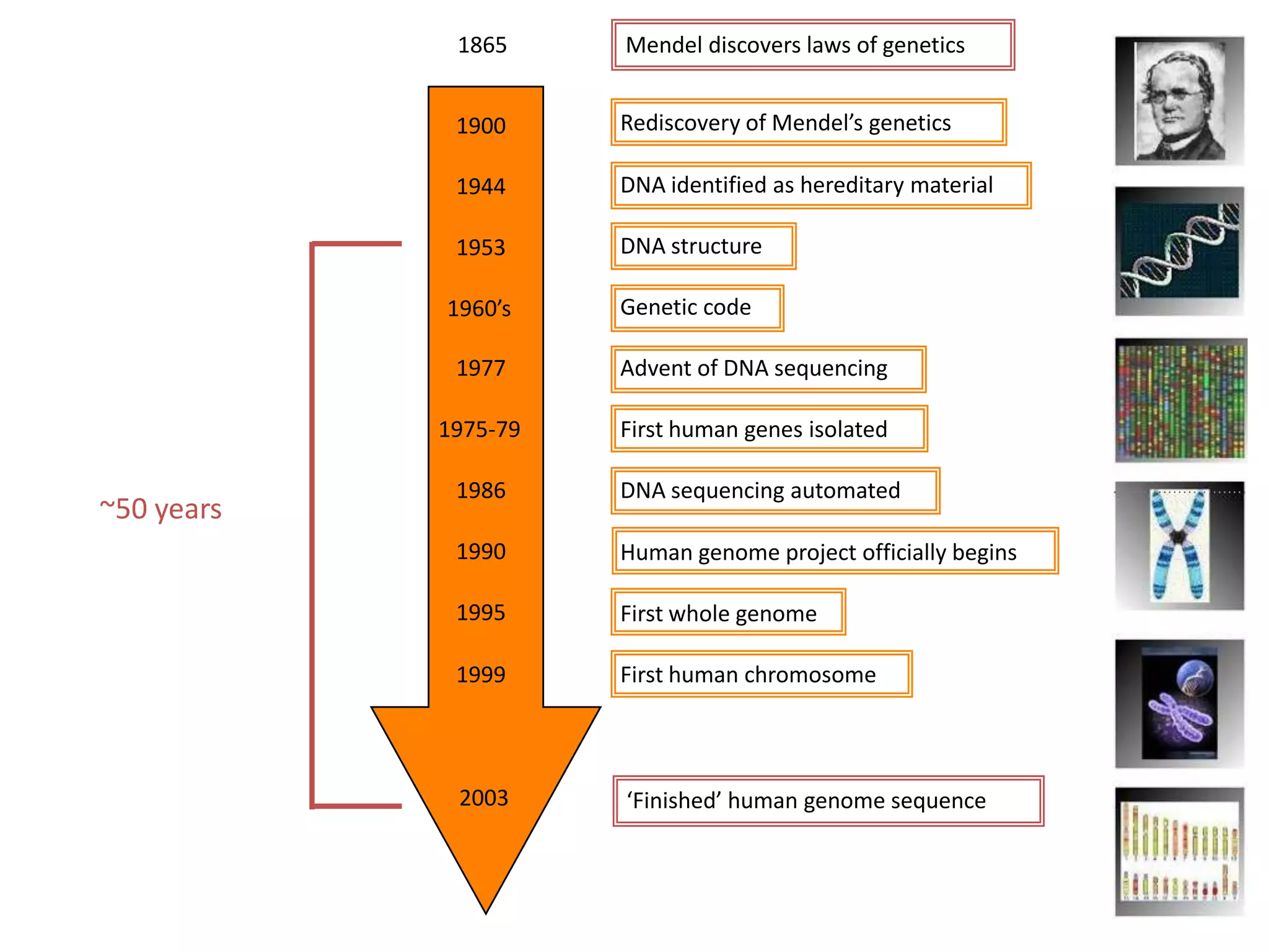 1865     Mendel discovers laws of genetics


             1900     Rediscovery of Mendel’s genetics

             1944     DNA identified as hereditary material

             1953     DNA structure

            1960’s    Genetic code

             1977     Advent of DNA sequencing

            1975-79   First human genes isolated

             1986     DNA sequencing automated
~50 years
             1990     Human genome project officially begins

             1995     First whole genome

             1999     First human chromosome



             2003     ‘Finished’ human genome sequence
 