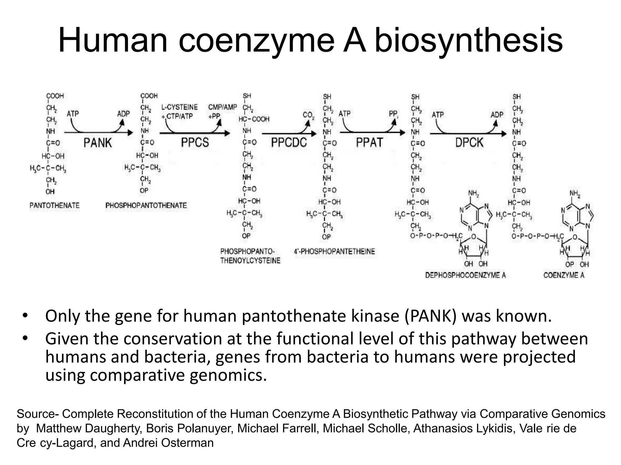 Human coenzyme A biosynthesis




• Only the gene for human pantothenate kinase (PANK) was known.
• Given the conservation at the functional level of this pathway between
  humans and bacteria, genes from bacteria to humans were projected
  using comparative genomics.
Source- Complete Reconstitution of the Human Coenzyme A Biosynthetic Pathway via Comparative Genomics
by Matthew Daugherty, Boris Polanuyer, Michael Farrell, Michael Scholle, Athanasios Lykidis, Vale rie de
Cre cy-Lagard, and Andrei Osterman
 