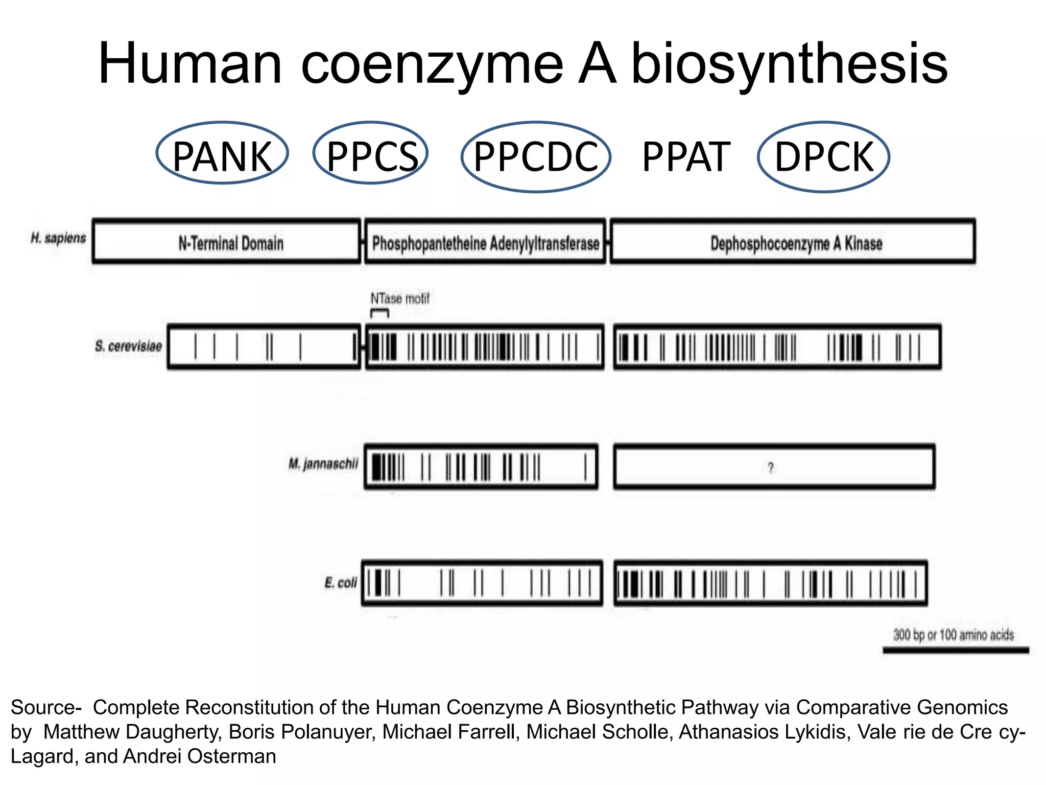Human coenzyme A biosynthesis
                 PANK             PPCS            PPCDC PPAT DPCK




Source- Complete Reconstitution of the Human Coenzyme A Biosynthetic Pathway via Comparative Genomics
by Matthew Daugherty, Boris Polanuyer, Michael Farrell, Michael Scholle, Athanasios Lykidis, Vale rie de Cre cy-
Lagard, and Andrei Osterman
 