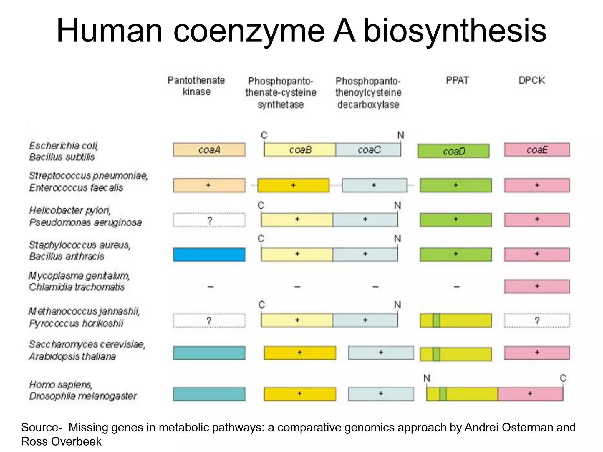 Human coenzyme A biosynthesis




Source- Missing genes in metabolic pathways: a comparative genomics approach by Andrei Osterman and
Ross Overbeek
 