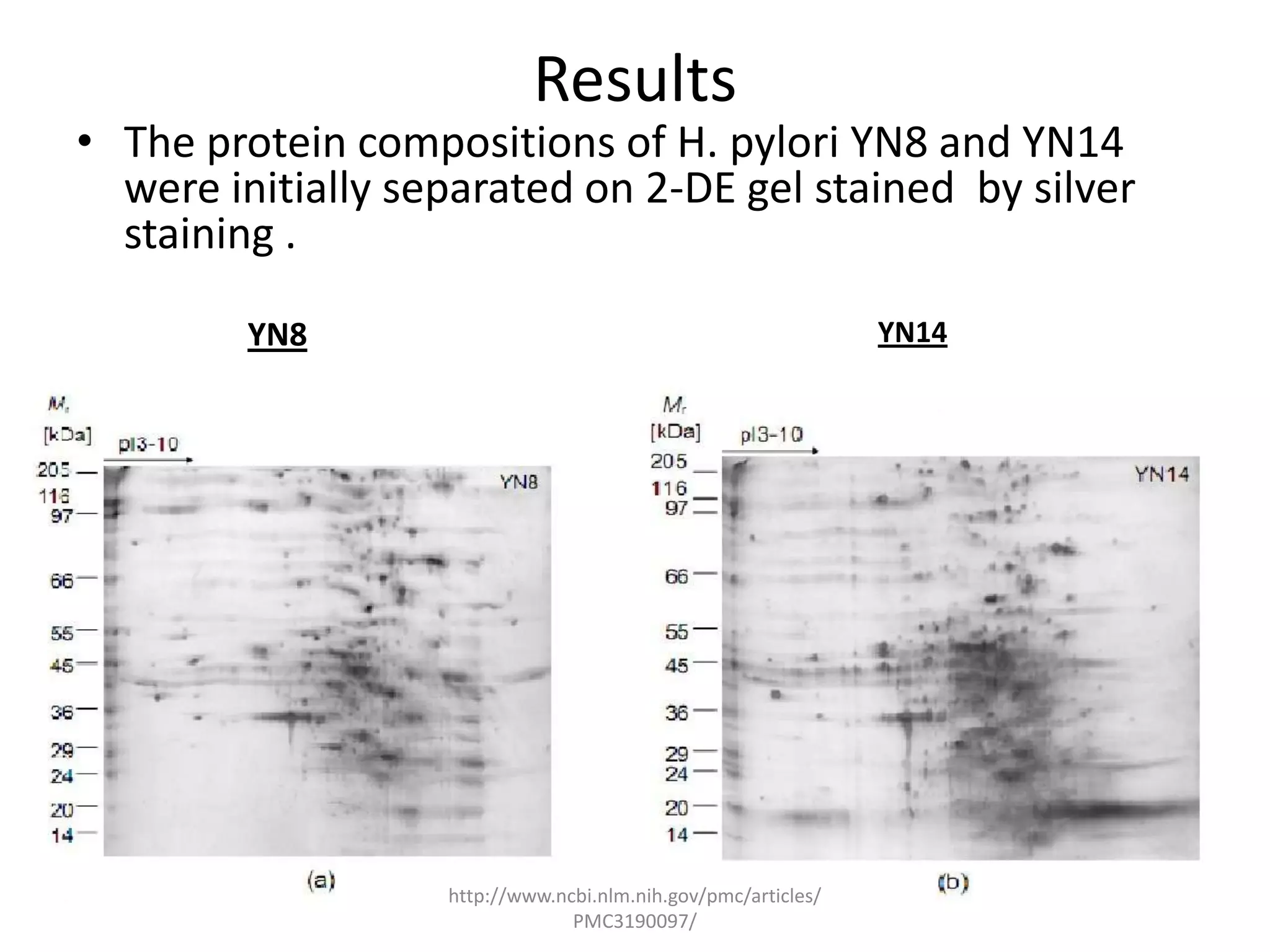 Results
• The protein compositions of H. pylori YN8 and YN14
  were initially separated on 2-DE gel stained by silver
  staining .

         YN8                                                   YN14




                   http://www.ncbi.nlm.nih.gov/pmc/articles/
                                PMC3190097/
 
