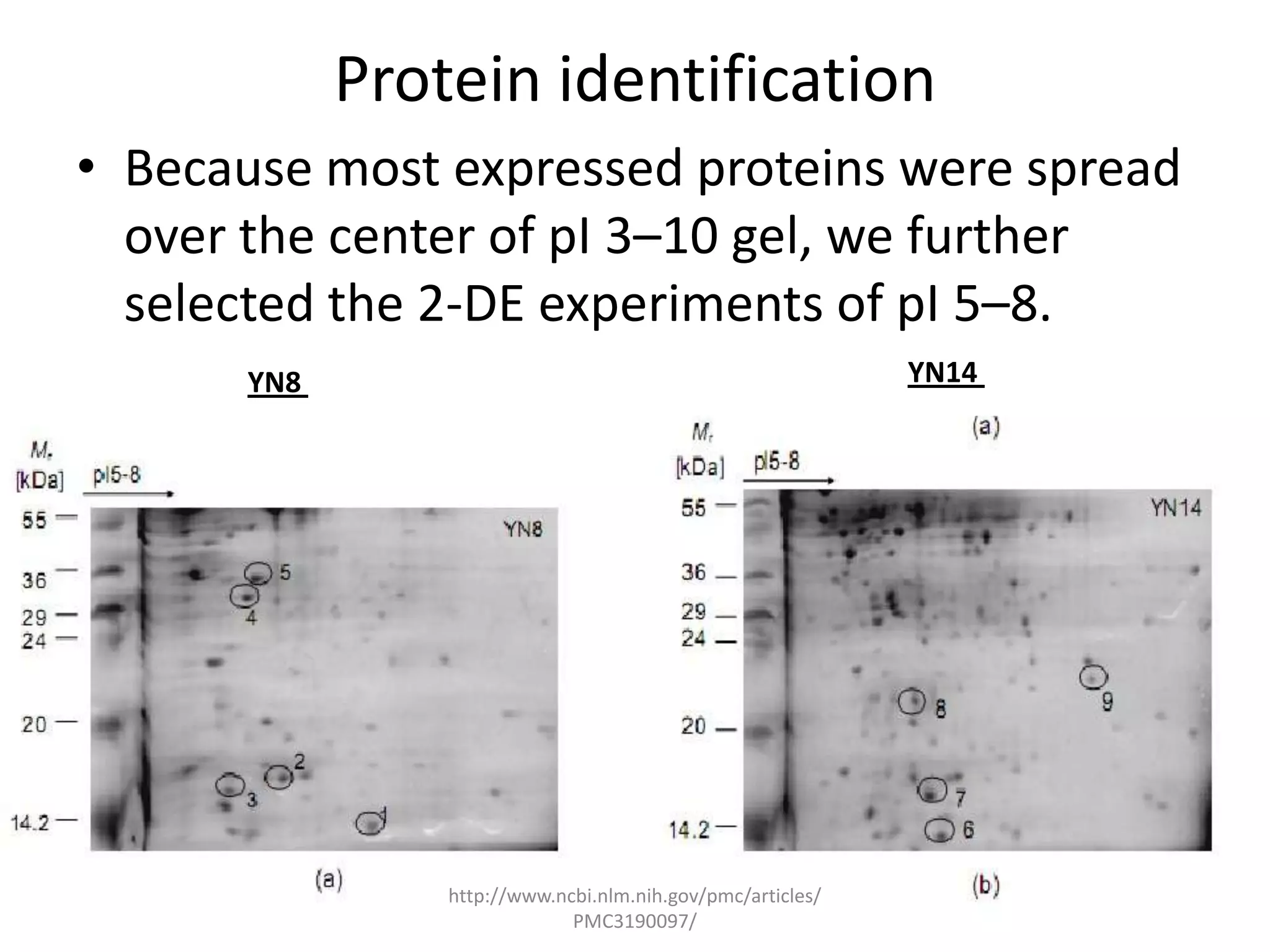 Protein identification
• Because most expressed proteins were spread
  over the center of pI 3–10 gel, we further
  selected the 2-DE experiments of pI 5–8.
      YN8                                                   YN14




                http://www.ncbi.nlm.nih.gov/pmc/articles/
                             PMC3190097/
 
