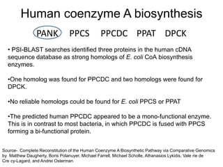 Human coenzyme A biosynthesis
                PANK            PPCS            PPCDC PPAT DPCK
  • PSI-BLAST searches identified three proteins in the human cDNA
  sequence database as strong homologs of E. coli CoA biosynthesis
  enzymes.

  •One homolog was found for PPCDC and two homologs were found for
  DPCK.

  •No reliable homologs could be found for E. coli PPCS or PPAT

  •The predicted human PPCDC appeared to be a mono-functional enzyme.
  This is in contrast to most bacteria, in which PPCDC is fused with PPCS
  forming a bi-functional protein.

Source- Complete Reconstitution of the Human Coenzyme A Biosynthetic Pathway via Comparative Genomics
by Matthew Daugherty, Boris Polanuyer, Michael Farrell, Michael Scholle, Athanasios Lykidis, Vale rie de
Cre cy-Lagard, and Andrei Osterman
 