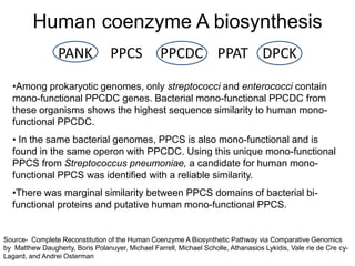 Human coenzyme A biosynthesis
                 PANK             PPCS            PPCDC PPAT DPCK

  •Among prokaryotic genomes, only streptococci and enterococci contain
  mono-functional PPCDC genes. Bacterial mono-functional PPCDC from
  these organisms shows the highest sequence similarity to human mono-
  functional PPCDC.
  • In the same bacterial genomes, PPCS is also mono-functional and is
  found in the same operon with PPCDC. Using this unique mono-functional
  PPCS from Streptococcus pneumoniae, a candidate for human mono-
  functional PPCS was identified with a reliable similarity.
  •There was marginal similarity between PPCS domains of bacterial bi-
  functional proteins and putative human mono-functional PPCS.


Source- Complete Reconstitution of the Human Coenzyme A Biosynthetic Pathway via Comparative Genomics
by Matthew Daugherty, Boris Polanuyer, Michael Farrell, Michael Scholle, Athanasios Lykidis, Vale rie de Cre cy-
Lagard, and Andrei Osterman
 