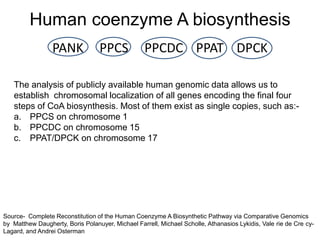 Human coenzyme A biosynthesis
                 PANK             PPCS            PPCDC PPAT DPCK

   The analysis of publicly available human genomic data allows us to
   establish chromosomal localization of all genes encoding the final four
   steps of CoA biosynthesis. Most of them exist as single copies, such as:-
   a. PPCS on chromosome 1
   b. PPCDC on chromosome 15
   c. PPAT/DPCK on chromosome 17




Source- Complete Reconstitution of the Human Coenzyme A Biosynthetic Pathway via Comparative Genomics
by Matthew Daugherty, Boris Polanuyer, Michael Farrell, Michael Scholle, Athanasios Lykidis, Vale rie de Cre cy-
Lagard, and Andrei Osterman
 