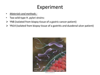 Experiment
•   Materials and methods :
•   Two wild-type H. pylori strains:
   YN8 (isolated from biopsy tissue of a gastric cancer patient)
   YN14 (isolated from biopsy tissue of a gastritis and duodenal ulcer patient)




                           http://www.ncbi.nlm.nih.gov/pmc/articles/
                                        PMC3190097/
 