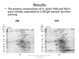 Results
• The protein compositions of H. pylori YN8 and YN14
  were initially separated on 2-DE gel stained by silver
  staining .

         YN8                                                   YN14




                   http://www.ncbi.nlm.nih.gov/pmc/articles/
                                PMC3190097/
 