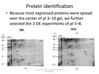 Protein identification
• Because most expressed proteins were spread
  over the center of pI 3–10 gel, we further
  selected the 2-DE experiments of pI 5–8.
      YN8                                                   YN14




                http://www.ncbi.nlm.nih.gov/pmc/articles/
                             PMC3190097/
 