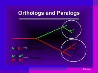 A
A’
A’’
B’
B
B”
A & B Orthologs
A’ & A’’
B’ & B’’
Paralogs
Orthologs and Paralogs
S S Jena
 