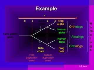 Example
Early globin
gene
Alpha
chain
Beta
chain
Frog
alpha
Human
alpha
Human
Beta
Frog
beta
First
duplication
event
Second
duplication
event
0 1 2 3
t
Orthologs
Paralogs
Orthologs
H
o
m
o
l
o
g
s
S S Jena
 