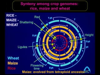 Synteny among crop genomes:
rice, maize and wheat
Maize: evolved from tetraploid ancestor
 