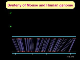 Synteny of Mouse and Human genome
When sequence from mouse and human
genomes compared, regions of remarkable
synteny were found.
Genes are in almost identical order for long
stretches along the chromosome.
Human
Chr 14
Mouse
Chr 14
S S Jena
 