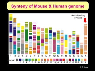 Synteny of Mouse & Human genome
Almost entirely
syntenic
S S Jena
 