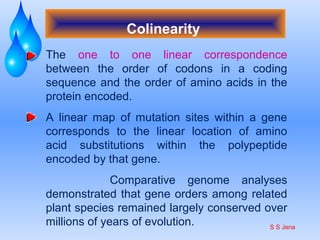 The one to one linear correspondence
between the order of codons in a coding
sequence and the order of amino acids in the
protein encoded.
A linear map of mutation sites within a gene
corresponds to the linear location of amino
acid substitutions within the polypeptide
encoded by that gene.
Comparative genome analyses
demonstrated that gene orders among related
plant species remained largely conserved over
millions of years of evolution.
Colinearity
S S Jena
 