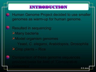 Human Genome Project decided to use smaller
genomes as warm-up for human genome.
Resulted in sequencing:
Many bacteria
Model organism genomes
Yeast, C. elegans, Arabidopsis, Drosophila
Crop plants – Rice
Comparison of these genome sequences
provided basis for field of “Comparative
Genomics” S S Jena
 