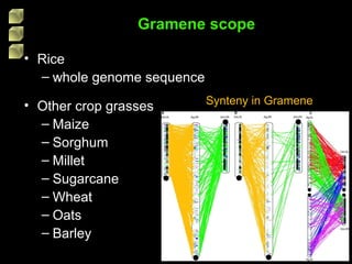 • Rice
– whole genome sequence
• Other crop grasses
– Maize
– Sorghum
– Millet
– Sugarcane
– Wheat
– Oats
– Barley
Gramene scope
Synteny in Gramene
 