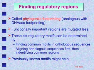 Finding regulatory regionsFinding regulatory regions
 Called phylogentic footprinting (analogous with
DNAase footprinting)
 Functionally important regions are mutated less.
 These cis-regulatory motifs can be determined
by:
– Finding common motifs in orthologous sequences
– Aligning orthologous sequences first, then
indentifying common regions
 Previously known motifs might help
S S Jena
 