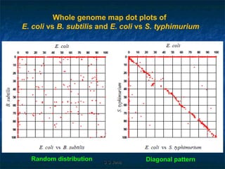 Whole genome map dot plots of
E. coli vs B. subtilis and E. coli vs S. typhimurium
Random distribution Diagonal patternS S JenaS S Jena
 