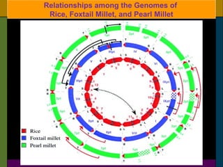 Relationships among the Genomes of
Rice, Foxtail Millet, and Pearl Millet
 