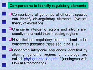 Comparisons to identify regulatory elements
Comparisons of genomes of different species
can identify cis-regulatory elements. (Neutral
theory of evolution)
Change in intergenic regions and introns are
usually more rapid than in coding regions
Nevertheless, regulatory elements tend to be
conserved (because these seq. bind TFs)
Conserved intergenic sequences identified by
aligning genomic regions of orthologs are
called “phylogenetic footprint.” (analogous with
DNAase footprinting).
 