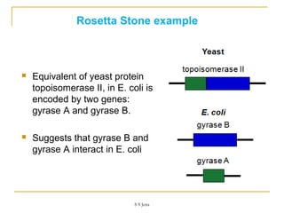 Rosetta Stone example
 Equivalent of yeast protein
topoisomerase II, in E. coli is
encoded by two genes:
gyrase A and gyrase B.
 Suggests that gyrase B and
gyrase A interact in E. coli
S S Jena
 