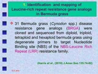 1. Identification and mapping of
Leucine-rich repeat resistance gene analogs
in Bermuda grass
 31 Bermuda grass (Cynodon spp.) disease
resistance gene analogs (BRGA) were
cloned and sequenced from diploid, triploid,
tetraploid and hexaploid bermuda grass using
degenerate primers to target Nucleotide
Binding site (NBS) of the NBS-Leucine Rich
Repeat (LRR) resistance family.
(Harris et al., (2010) J.Amer.Soc.135:74-82)
S S Jena
 