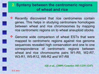 2. Synteny between the centromeric regions
of wheat and rice
 Recently discovered that rice centromeres contain
genes. This helps in studying centromere homologies
between wheat and rice chromosomes by mapping
rice centromeric regions on to wheat aneuploid stocks
 Genome wide comparison of wheat ESTs that were
mapped to centromeric regions against rice genome
sequences revealed high conservation and one to one
correspondence of centromeric regions between
wheat and rice chromosome pairs W1-R5, W2-R7,
W3-R1, W5-R12, W6-R2 and W7-R8
(Qi et al., (2009) Genetics 183:1235-1247)
S S Jena
 