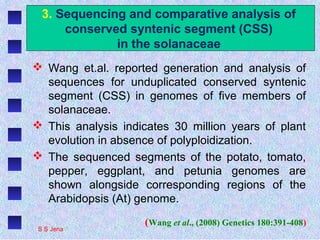 3. Sequencing and comparative analysis of
conserved syntenic segment (CSS)
in the solanaceae
 Wang et.al. reported generation and analysis of
sequences for unduplicated conserved syntenic
segment (CSS) in genomes of five members of
solanaceae.
 This analysis indicates 30 million years of plant
evolution in absence of polyploidization.
 The sequenced segments of the potato, tomato,
pepper, eggplant, and petunia genomes are
shown alongside corresponding regions of the
Arabidopsis (At) genome.
(Wang et al., (2008) Genetics 180:391-408)
S S Jena
 