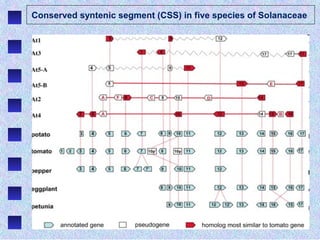 Conserved syntenic segment (CSS) in five species of Solanaceae
 