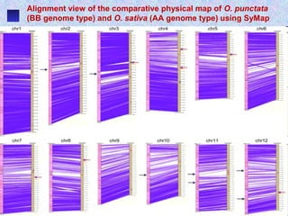Alignment view of the comparative physical map of O. punctata
(BB genome type) and O. sativa (AA genome type) using SyMap
 