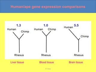 Human/ape gene expression comparisons
Blood tissue Brain tissueLiver tissue
S S Jena
 