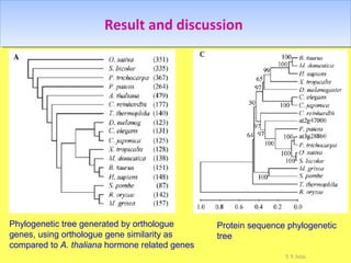 Result and discussionResult and discussion
Phylogenetic tree generated by orthologue
genes, using orthologue gene similarity as
compared to A. thaliana hormone related genes
Protein sequence phylogenetic
tree
S S Jena
 