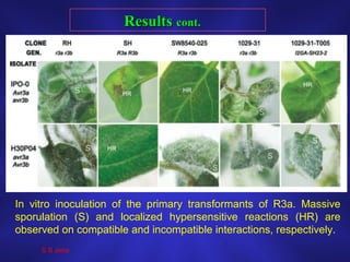 ResultsResults cont.cont.
In vitro inoculation of the primary transformants of R3a. Massive
sporulation (S) and localized hypersensitive reactions (HR) are
observed on compatible and incompatible interactions, respectively.
S S Jena
 