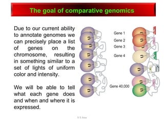 The goal of comparative genomics
Due to our current ability
to annotate genomes we
can precisely place a list
of genes on the
chromosome, resulting
in something similar to a
set of lights of uniform
color and intensity.
We will be able to tell
what each gene does
and when and where it is
expressed.
S S Jena
 