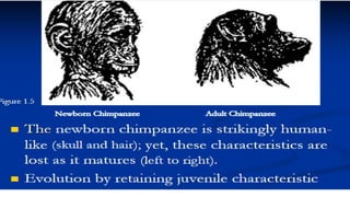 Comparative gross anatomy of animal with human structure.pptx