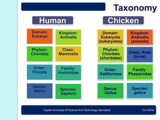 How Many Animal Domain Comparative project last ppppppp | PPTX