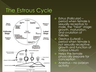  Estrus (Follicular) –
  period when female is
  sexually receptive to
  male, the “heat” stage;
  growth, maturation,
  and ovulation of
  follicles
 Diestrus (Luteal) –
  period when female is
  not sexually receptive;
  growth and function of
  corpus luteum
 Helps the female
  physically prepare for
  conception
 Anestrus – no ovarian
  activity
 