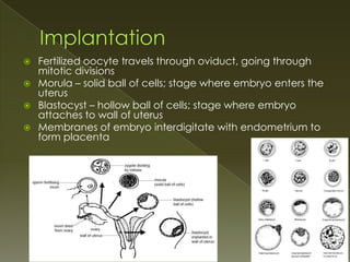  Fertilized oocyte travels through oviduct, going through
  mitotic divisions
 Morula – solid ball of cells; stage where embryo enters the
  uterus
 Blastocyst – hollow ball of cells; stage where embryo
  attaches to wall of uterus
 Membranes of embryo interdigitate with endometrium to
  form placenta
 