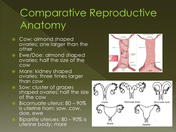 Comparative Reproductive Anatomy