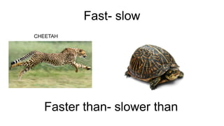 Fast- slow
CHEETAH
Faster than- slower than
 