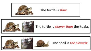 The turtle is slower than the koala.
The snail is the slowest.
The turtle is slow.
 