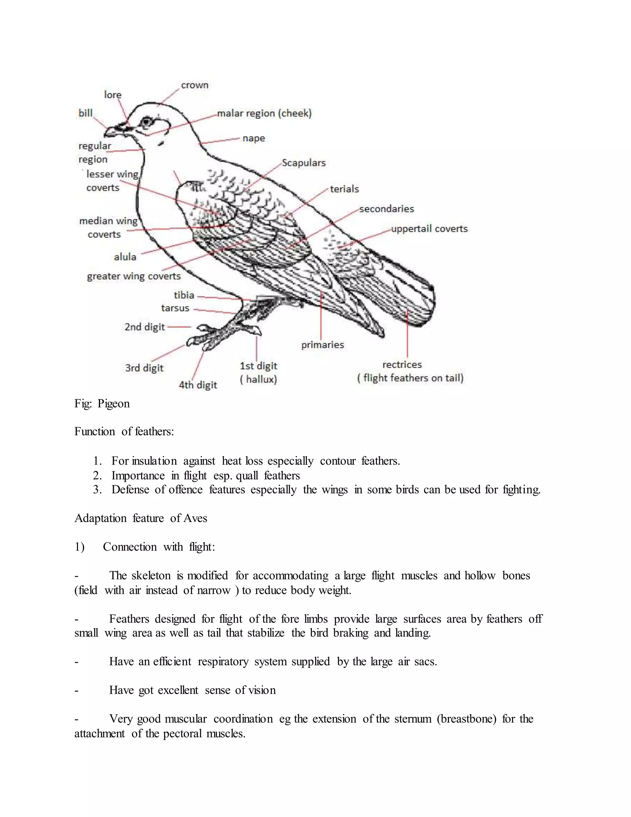 Fig: Pigeon
Function of feathers:
1. For insulation against heat loss especially contour feathers.
2. Importance in flight esp. quall feathers
3. Defense of offence features especially the wings in some birds can be used for fighting.
Adaptation feature of Aves
1) Connection with flight:
- The skeleton is modified for accommodating a large flight muscles and hollow bones
(field with air instead of narrow ) to reduce body weight.
- Feathers designed for flight of the fore limbs provide large surfaces area by feathers off
small wing area as well as tail that stabilize the bird braking and landing.
- Have an efficient respiratory system supplied by the large air sacs.
- Have got excellent sense of vision
- Very good muscular coordination eg the extension of the sternum (breastbone) for the
attachment of the pectoral muscles.
 