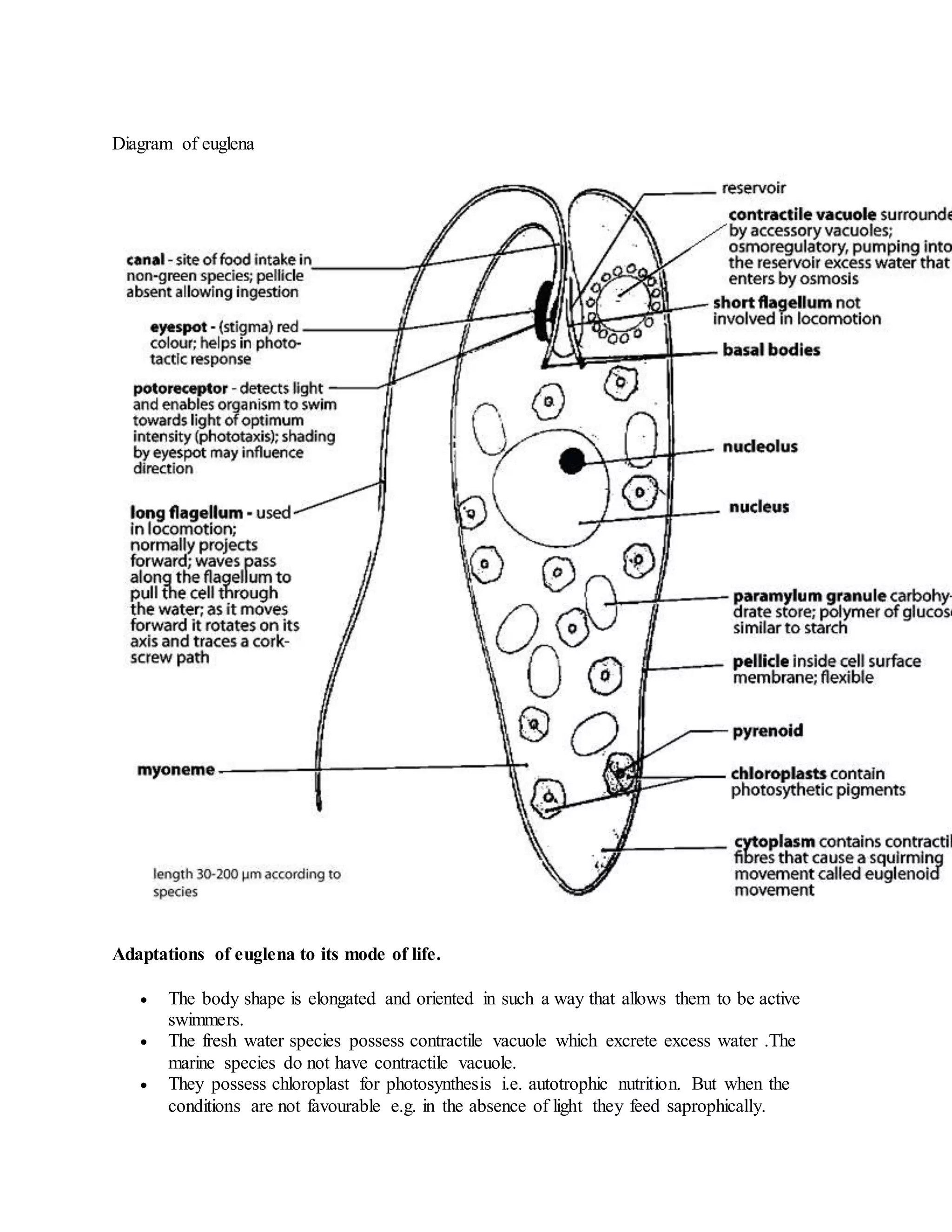 Diagram of euglena
Adaptations of euglena to its mode of life.
 The body shape is elongated and oriented in such a way that allows them to be active
swimmers.
 The fresh water species possess contractile vacuole which excrete excess water .The
marine species do not have contractile vacuole.
 They possess chloroplast for photosynthesis i.e. autotrophic nutrition. But when the
conditions are not favourable e.g. in the absence of light they feed saprophically.
 