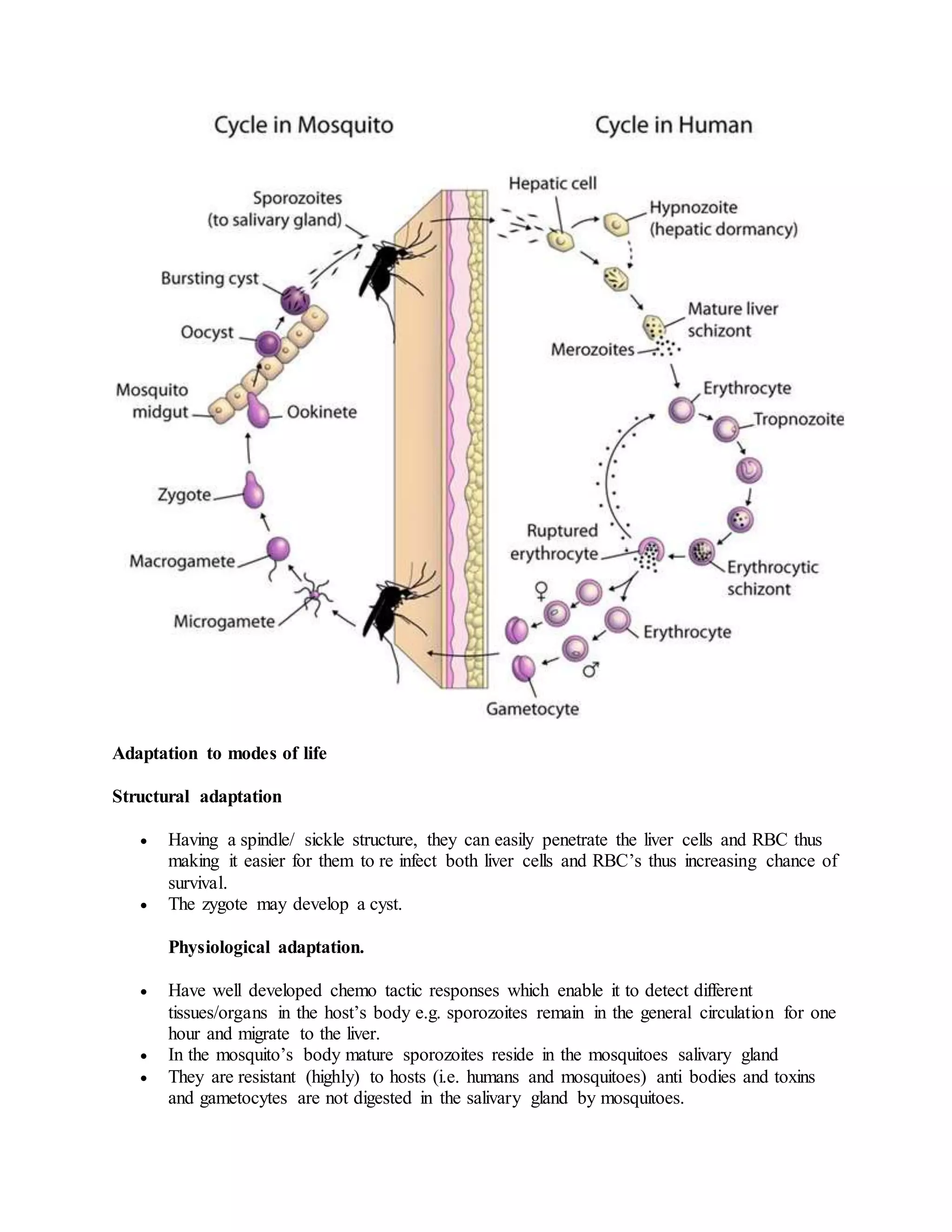 Adaptation to modes of life
Structural adaptation
 Having a spindle/ sickle structure, they can easily penetrate the liver cells and RBC thus
making it easier for them to re infect both liver cells and RBC’s thus increasing chance of
survival.
 The zygote may develop a cyst.
Physiological adaptation.
 Have well developed chemo tactic responses which enable it to detect different
tissues/organs in the host’s body e.g. sporozoites remain in the general circulation for one
hour and migrate to the liver.
 In the mosquito’s body mature sporozoites reside in the mosquitoes salivary gland
 They are resistant (highly) to hosts (i.e. humans and mosquitoes) anti bodies and toxins
and gametocytes are not digested in the salivary gland by mosquitoes.
 