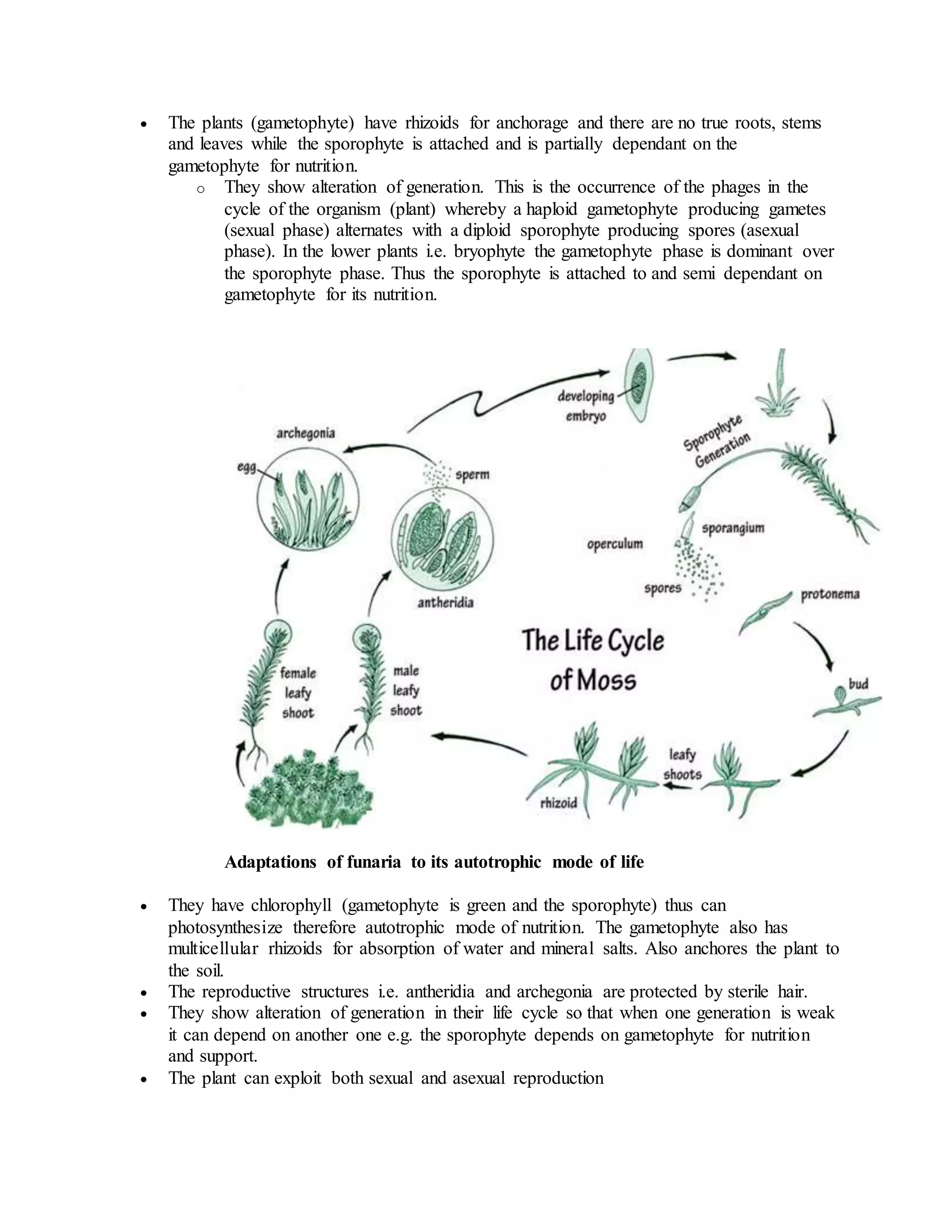  The plants (gametophyte) have rhizoids for anchorage and there are no true roots, stems
and leaves while the sporophyte is attached and is partially dependant on the
gametophyte for nutrition.
o They show alteration of generation. This is the occurrence of the phages in the
cycle of the organism (plant) whereby a haploid gametophyte producing gametes
(sexual phase) alternates with a diploid sporophyte producing spores (asexual
phase). In the lower plants i.e. bryophyte the gametophyte phase is dominant over
the sporophyte phase. Thus the sporophyte is attached to and semi dependant on
gametophyte for its nutrition.
Adaptations of funaria to its autotrophic mode of life
 They have chlorophyll (gametophyte is green and the sporophyte) thus can
photosynthesize therefore autotrophic mode of nutrition. The gametophyte also has
multicellular rhizoids for absorption of water and mineral salts. Also anchores the plant to
the soil.
 The reproductive structures i.e. antheridia and archegonia are protected by sterile hair.
 They show alteration of generation in their life cycle so that when one generation is weak
it can depend on another one e.g. the sporophyte depends on gametophyte for nutrition
and support.
 The plant can exploit both sexual and asexual reproduction
 