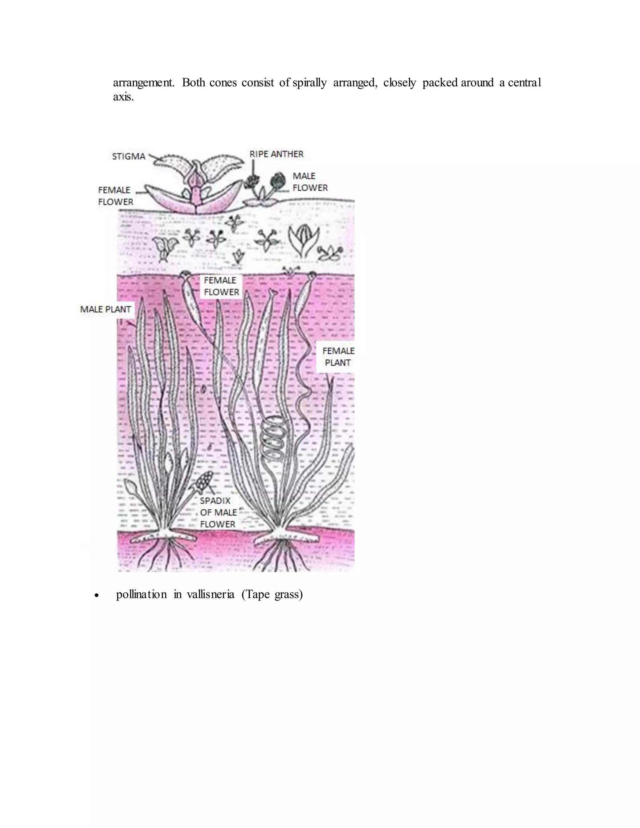 arrangement. Both cones consist of spirally arranged, closely packed around a central
axis.
 pollination in vallisneria (Tape grass)
 